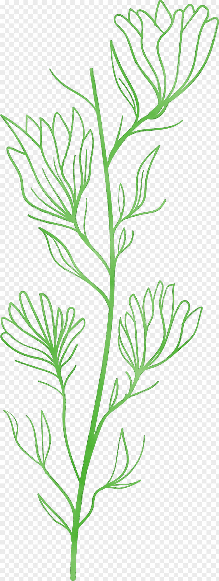 Plant Stem Twig Leaf Line Art Subshrub PNG