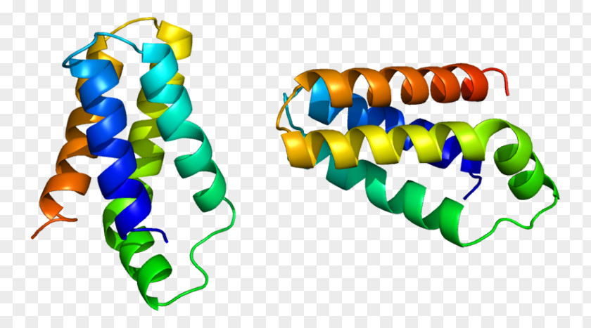 Proteins MTORC1 Protein Sirolimus Translation PNG