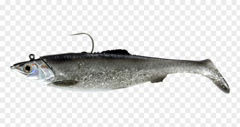 Sardine American Shad Herring Fish Clupeidae PNG