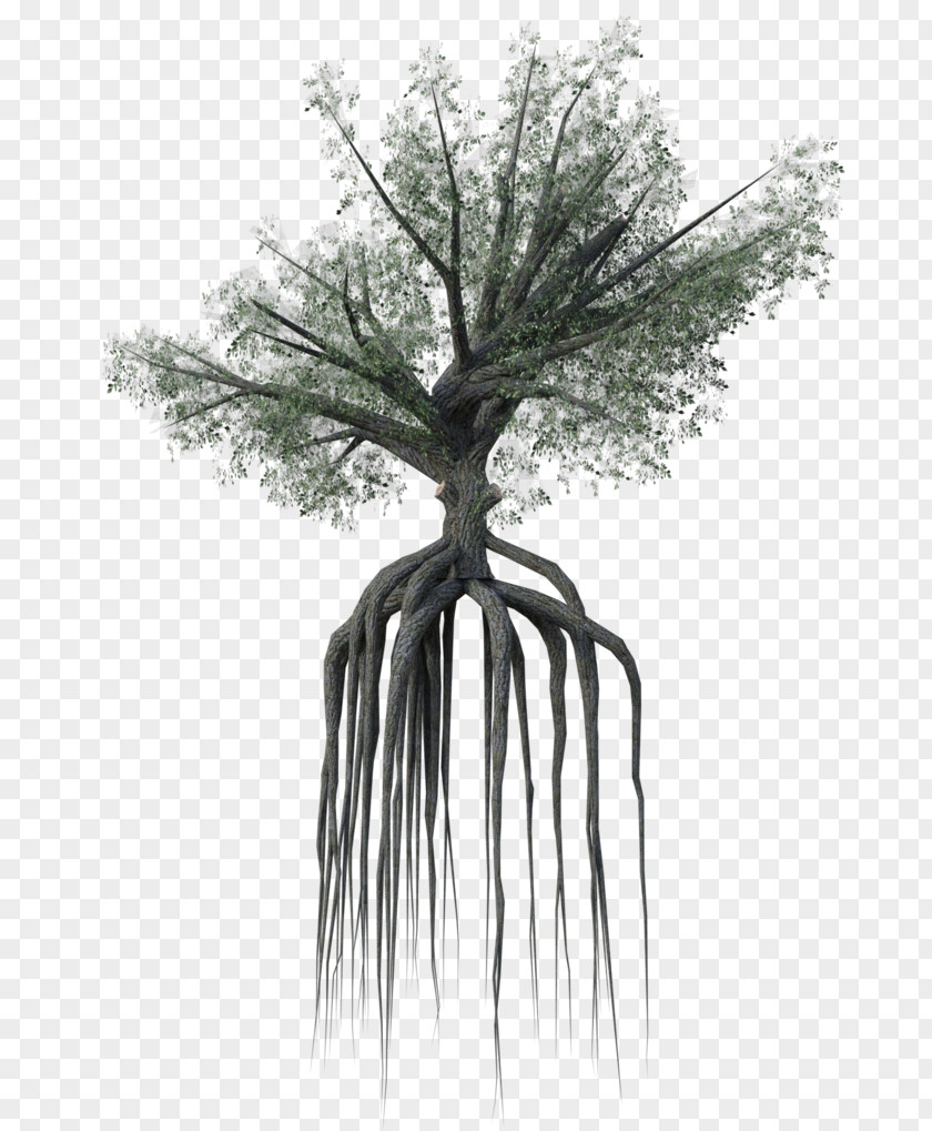 Arbre De Laurier DeviantArt Twig Artist World PNG