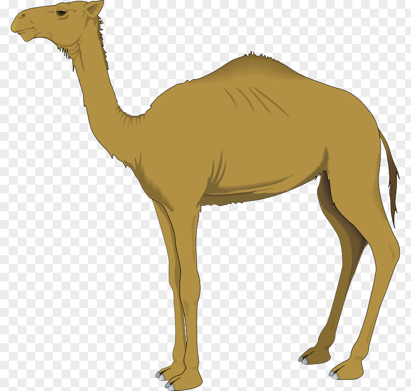 Fawn Livestock Camel Camelid Arabian Terrestrial Animal Wildlife PNG