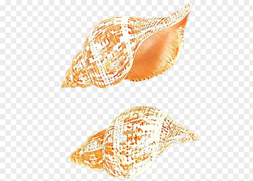 Musical Instrument Sea Snail Conch Shankha Geography Cone Shell PNG