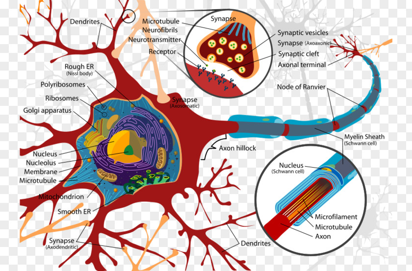 Nervous System Cliparts Neuron Cell Soma Organelle Axon PNG