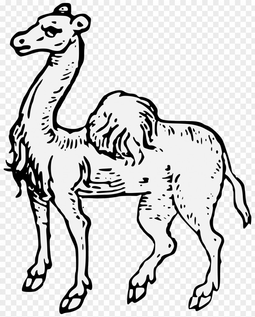 Posture Badge Camel Image Clip Art Free Content PNG
