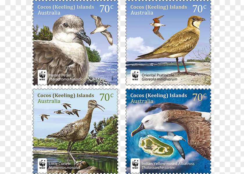 Wanted Stamps Duck Fauna Flora Ecosystem Wildlife PNG