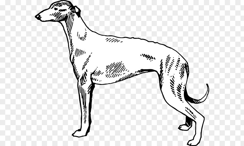 Whippet Italian Greyhound Spanish Polish PNG