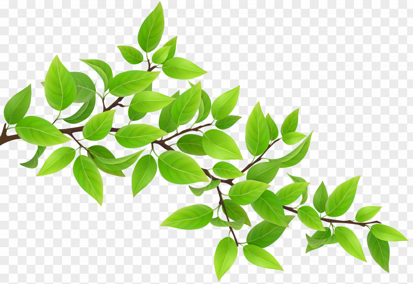 Green Branch Transparent Clip Art Image PNG