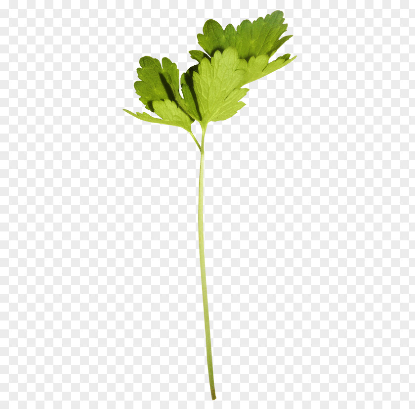Leaf Vegetable Yandex Search Petal Plant Stem PNG