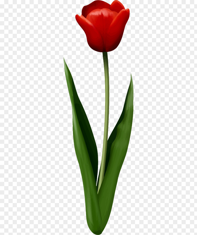 Tulip T-shirt Flower Red PNG