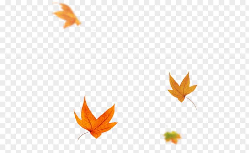 Western Menu Maple Leaf PNG