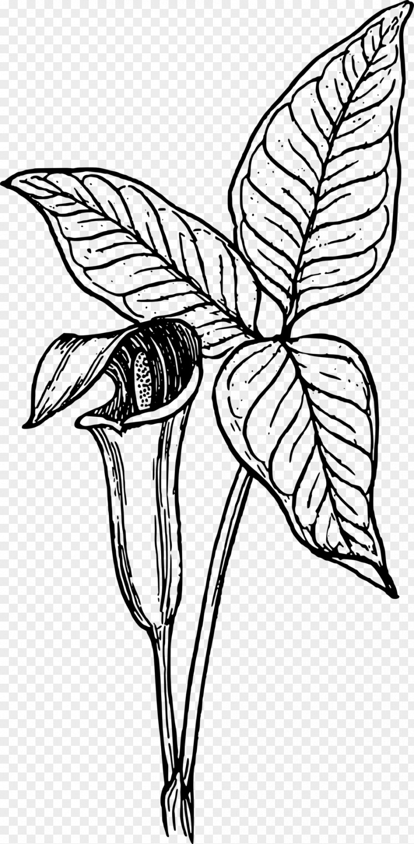 Botany Clip Art PNG