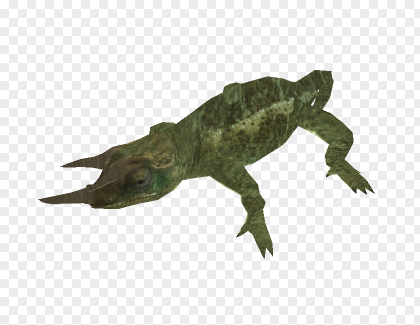 Crocodile Alligator Terrestrial Animal PNG