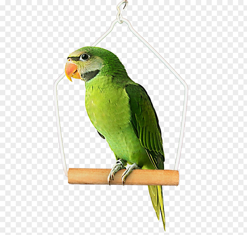 Real Parrot Budgerigar Bird Clip Art Parakeet PNG