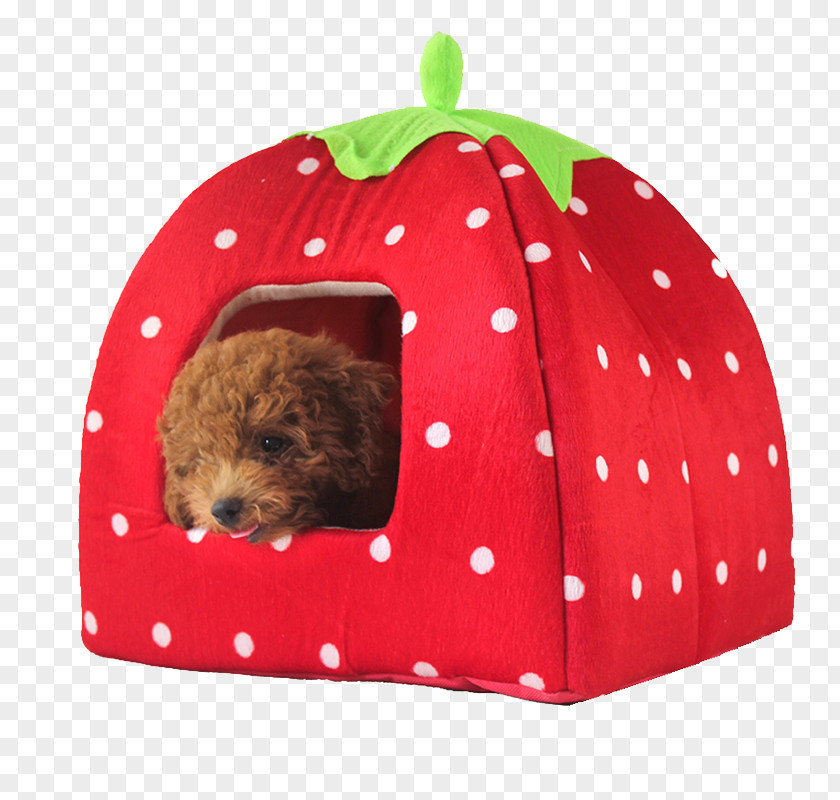 Strawberry Kennel Poodle Bichon Frise Puppy Cat Dog Breed PNG