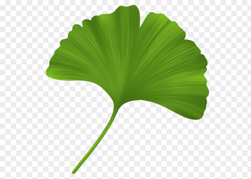 Sunflower Leaf Ginkgo Biloba Oil Stearic Acid Plant PNG