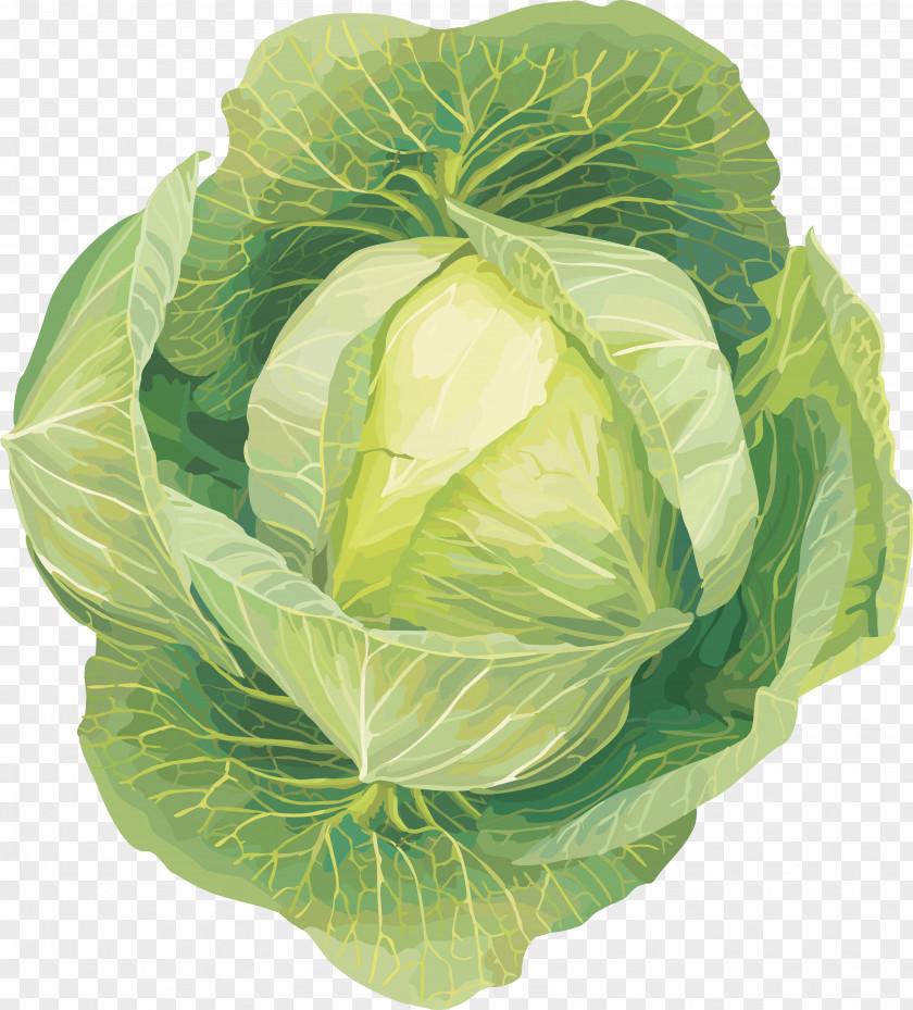 Cabbage Image Savoy Cauliflower Kohlrabi Clip Art PNG