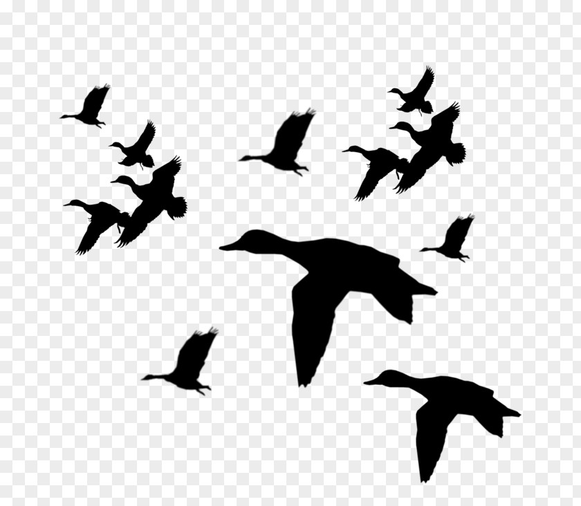 Duck Mallard Goose Bird Clip Art PNG