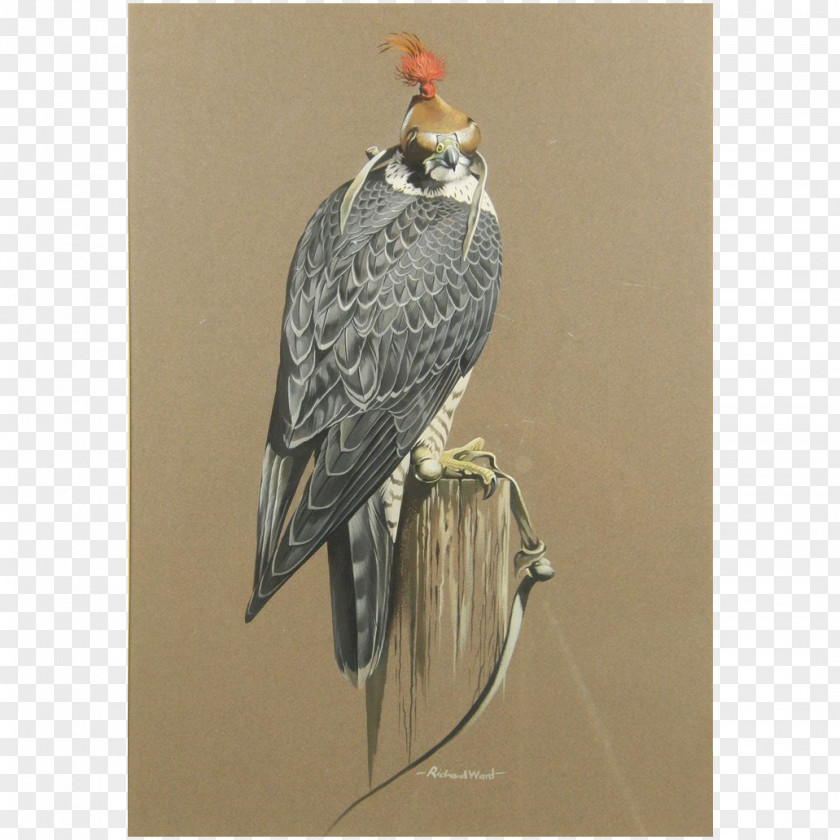 Falcon Fine Art Peregrine PNG