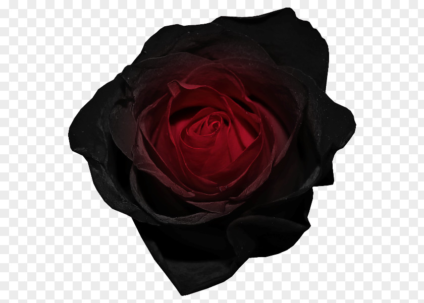 Red And Black Rose Picture Clip Art PNG