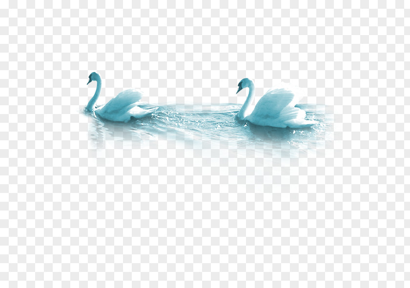 White Swan Cygnini Bird Dating Clip Art PNG