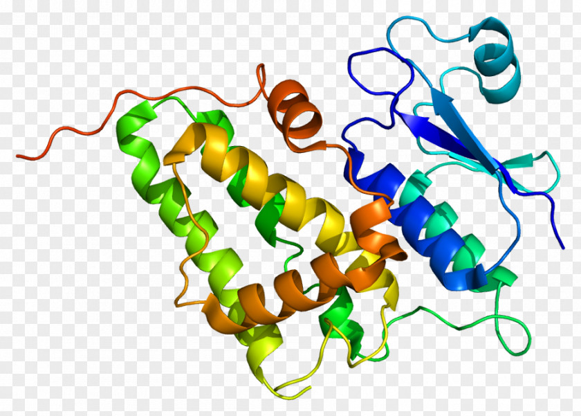 CLIC4 Aquaporin 4 Protein Gene Chloride Channel PNG