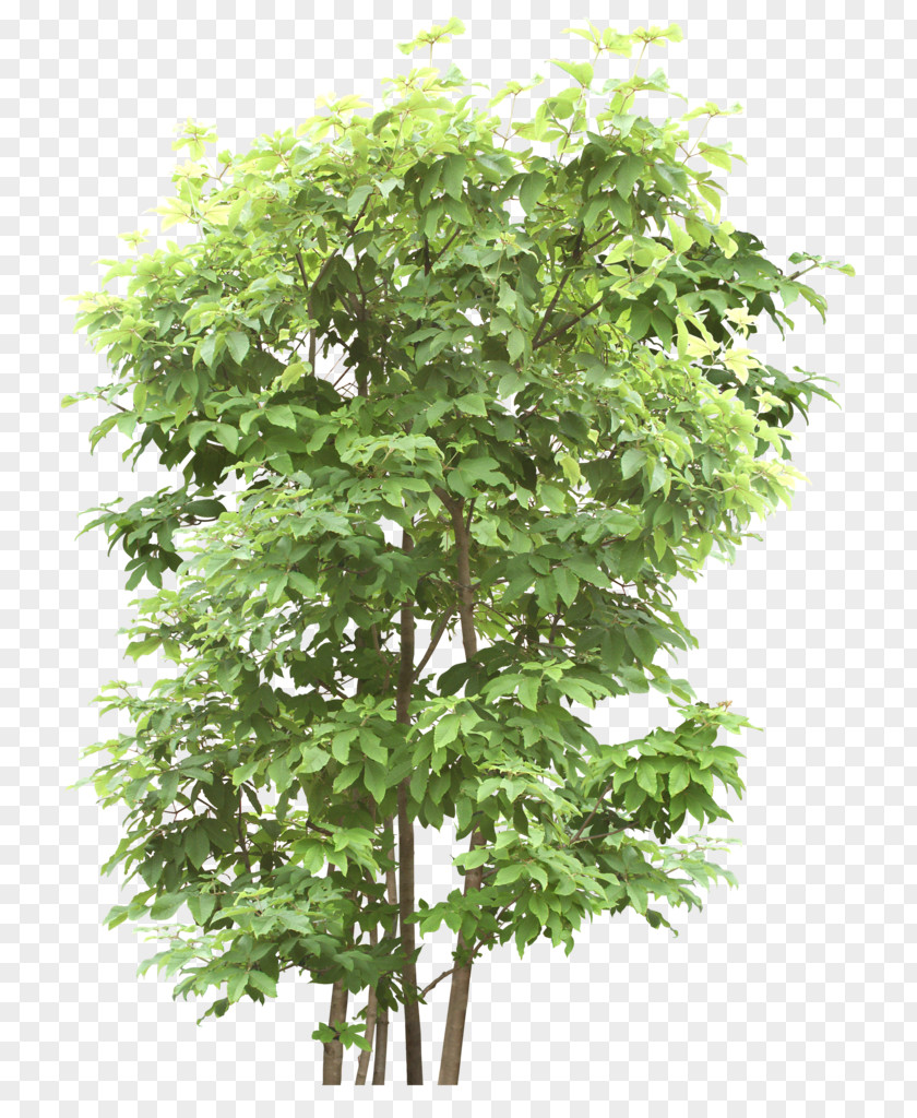 Green Trees Vector Graphics Tree Image Design PNG