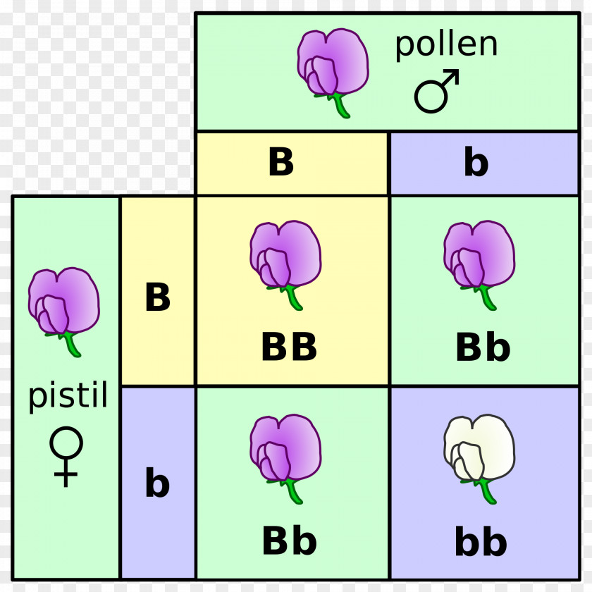 Pea Punnett Square Mendelian Inheritance Genetics Monohybrid Cross Genotype PNG