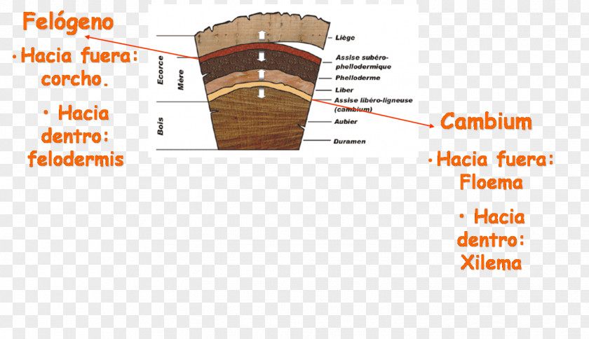 Tree Quercus Suber Cork Cambium Felodermis Bark PNG