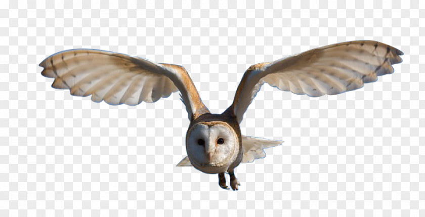 Barn Swallow Great Horned Owl Bird Clip Art PNG