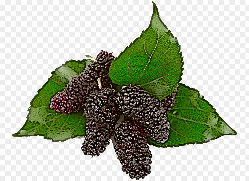 Leaf Plant Flower Red Mulberry Blackberry PNG
