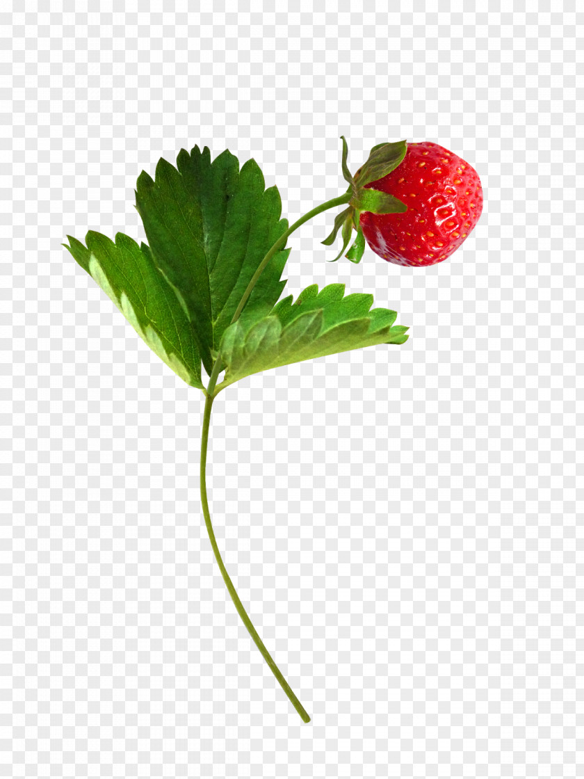 Strawberry Musk Fruit Berries PNG