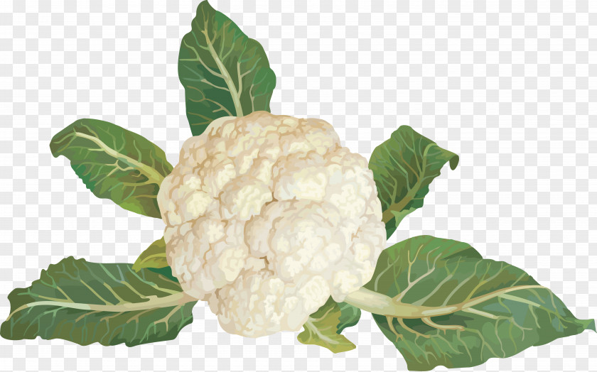 Cauliflower Cabbage Broccoli Brussels Sprout Kohlrabi PNG