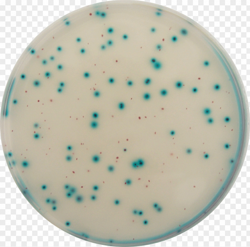 E Coli Clipart E. Coliform Bacteria Growth Medium Water PNG