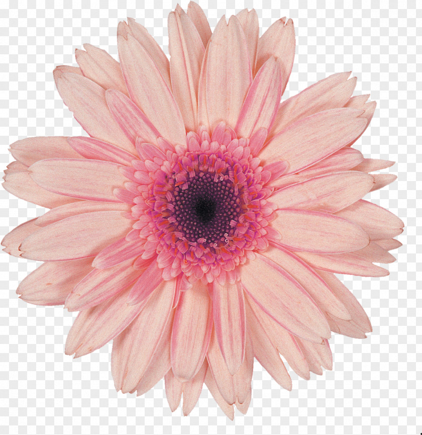 Gerbera Transvaal Daisy Flower Desktop Wallpaper Stock Photography Pink PNG
