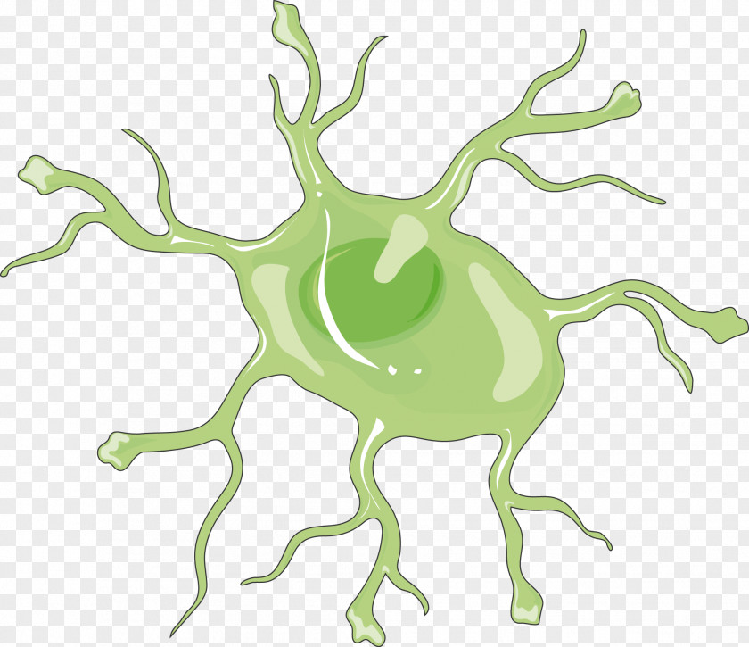 Nervous System Astrocyte Spinal Cord Sphingosine-1-phosphate Receptor PNG