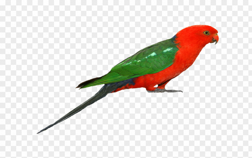 Parrot Budgerigar Bird Macaw Pet PNG