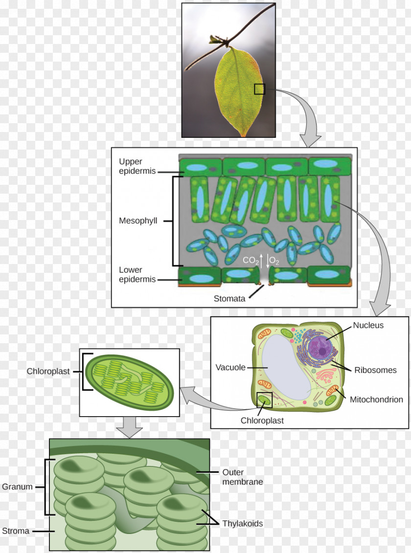 Photosynthesis Light-dependent Reactions Chloroplast Structure Biology PNG