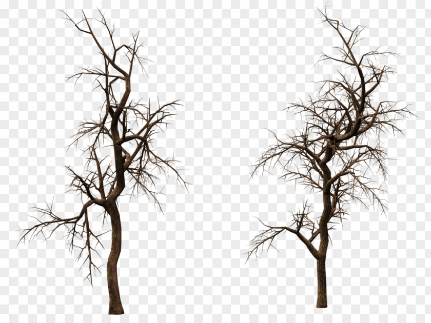 Share Tree Woody Plant Stock Twig PNG