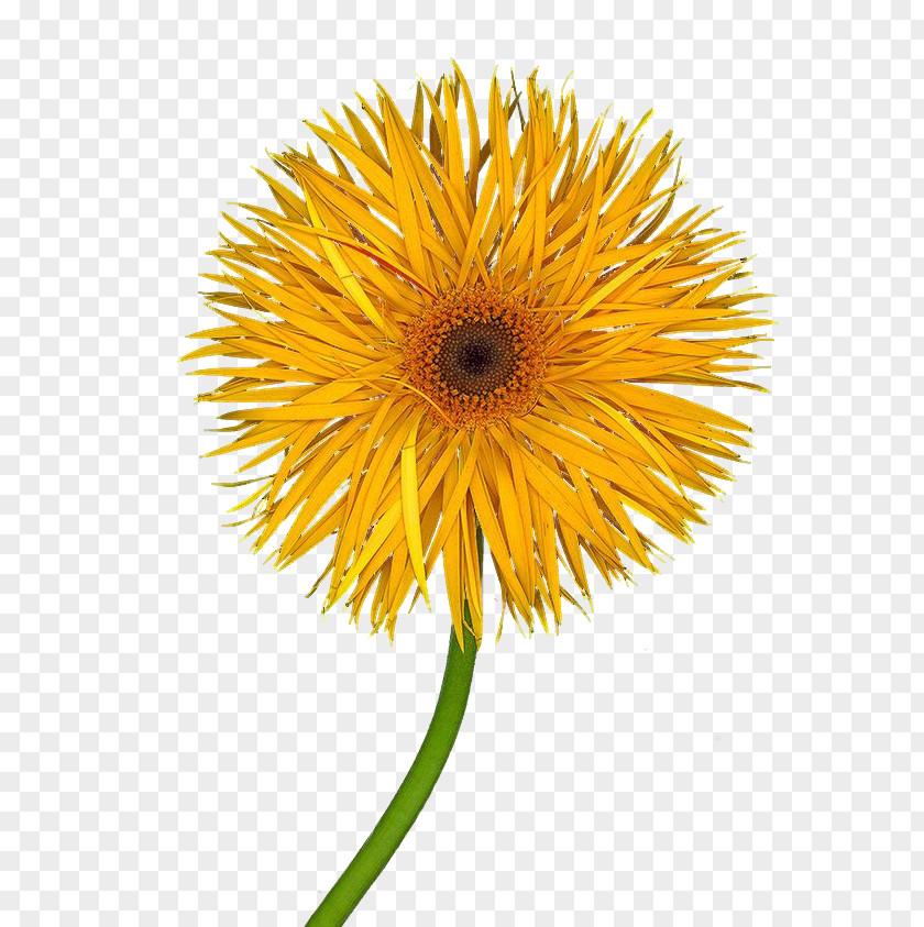 Flower Common Sunflower Stock Photography PNG