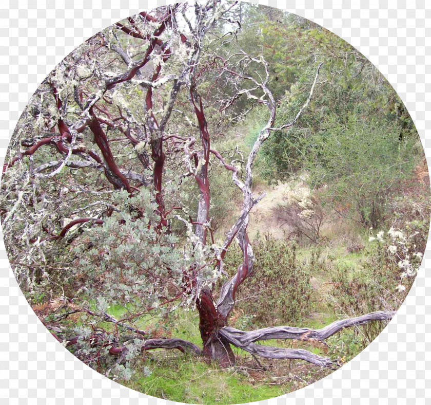 Hill Walking Flora Woodland Vegetation Fauna Shrubland PNG