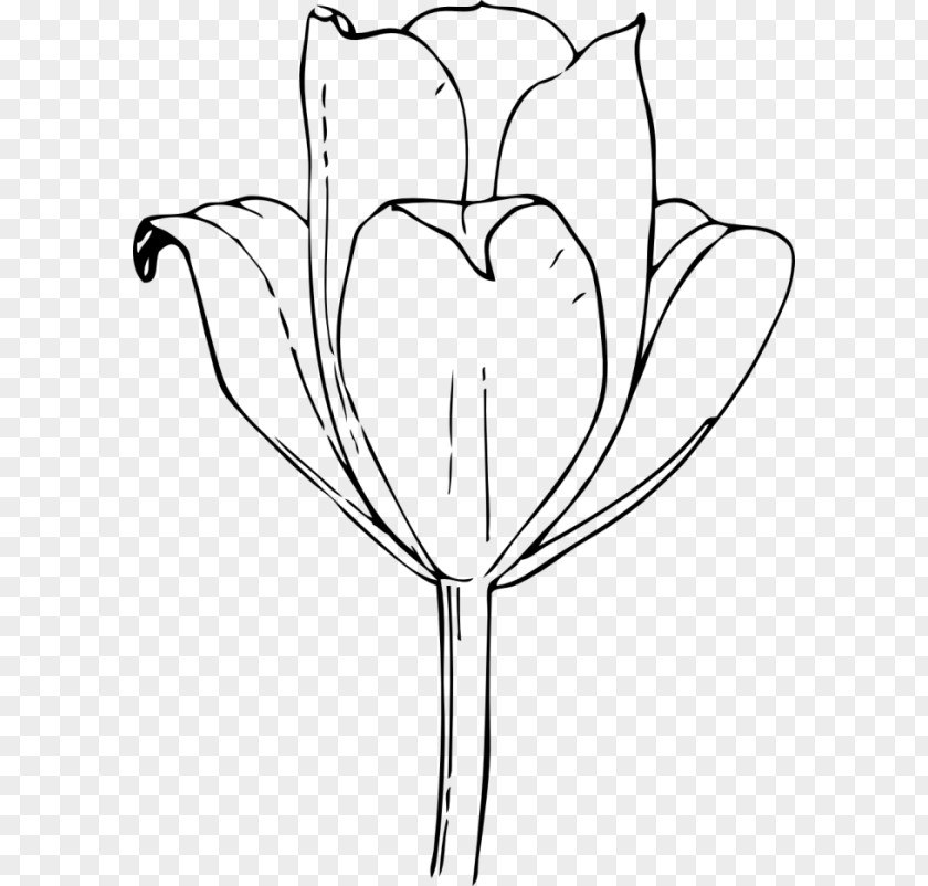 Tulip Coloring Book Drawing Line Art Floral Design PNG