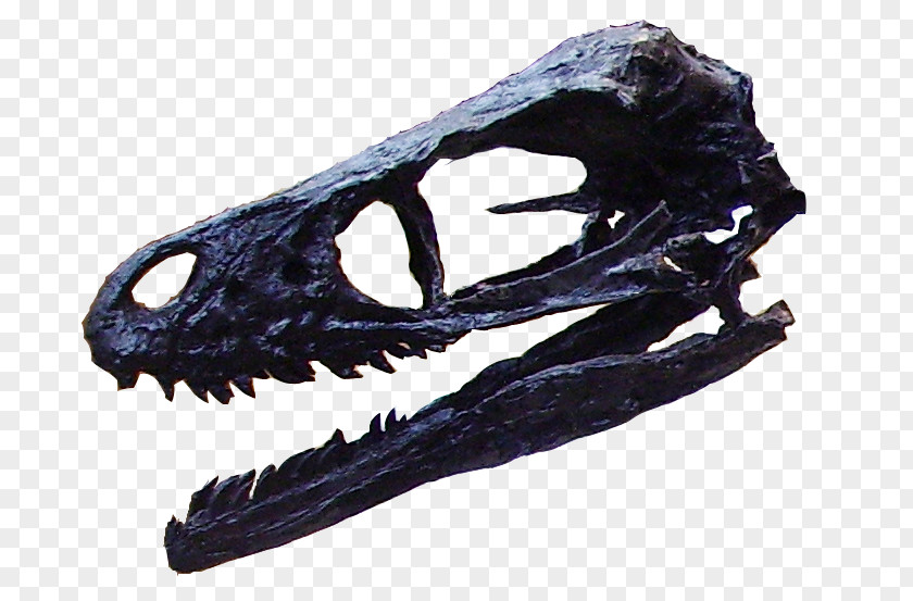 Creative Skull Bambiraptor Late Cretaceous Tyrannosaurus Velociraptor Theropods PNG