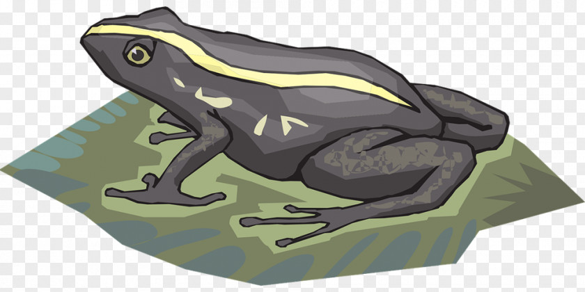 Strong Frog Cliparts Amphibian Tadpole Clip Art PNG