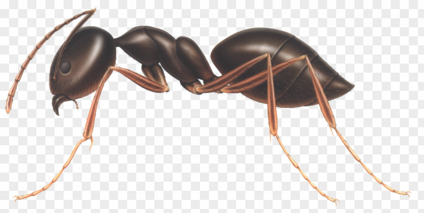 Ants PNG clipart PNG