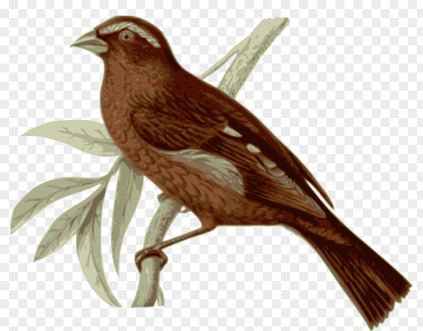 Bird Vinaceous Rosefinch Feather Clip Art PNG