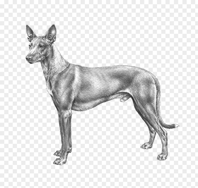 Dog Breed Peruvian Inca Orchid Mexican Hairless Ibizan Hound Pharaoh PNG