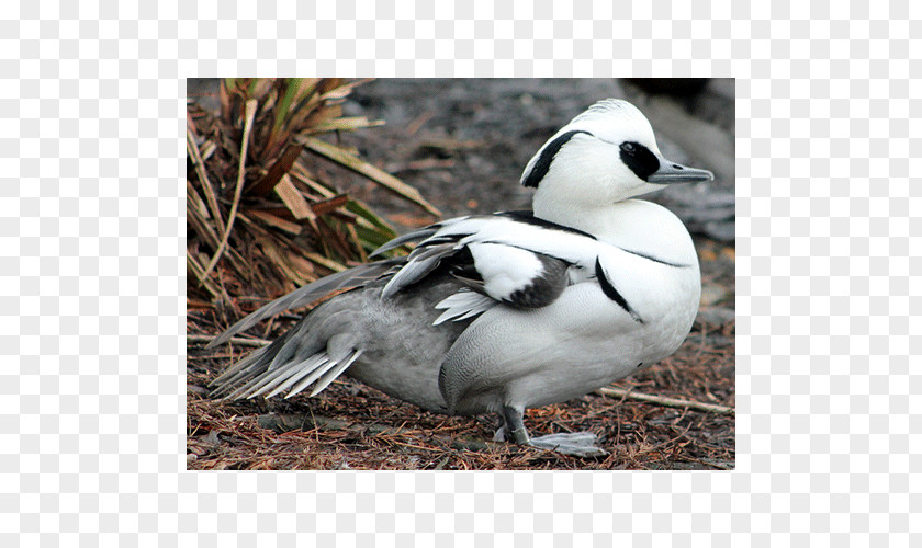 Duck Goose Oligocene Europe Anatidae PNG