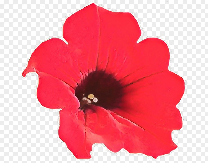 Flower Petal Red Plant Petunia PNG