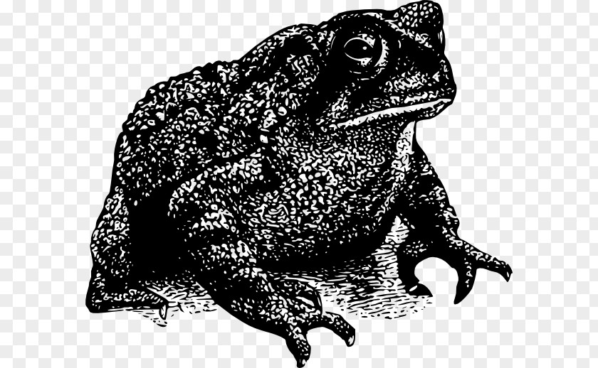 Frog Toad Clip Art PNG