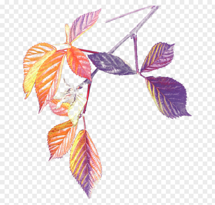 Leaf Petal Flowering Plant PNG